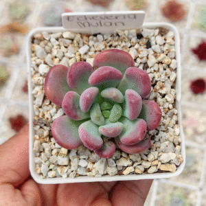 ECHEVERIA MULAN P7