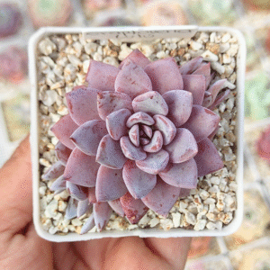 GRAPTOVERIA LULÚ P7 #1