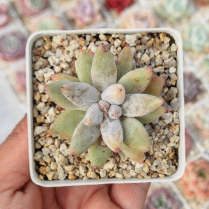 ECHEVERIA TOLIMANENSIS P7