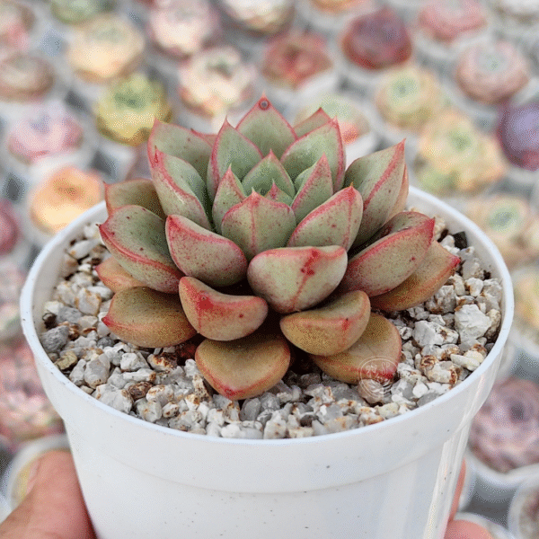 ECHEVERIA AMILA P8 - Imagen 2