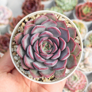 ECHEVERIA DARK ICE P8