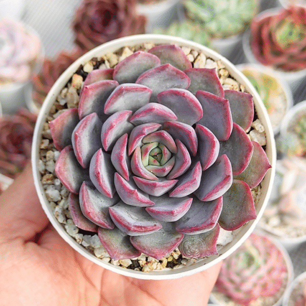 ECHEVERIA DARK ICE P8