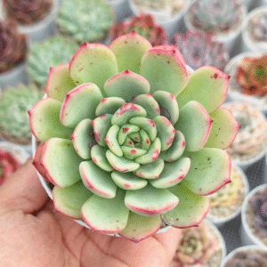 ECHEVERIA VICTORY P8 #3