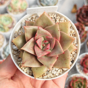 ECHEVERIA GRAMMUT P8