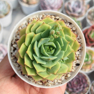 ECHEVERIA RAMILLETE P8