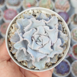 ECHEVERIA CRISPATE BEAUTY P8 #2