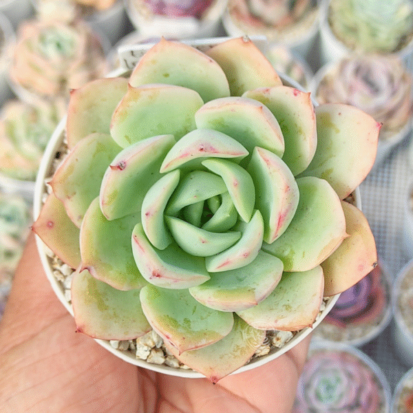 ECHEVERIA LEMON TREE P8 #2