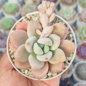 GRAPTOPETALUM AMETHYSTHYNUM X E. LAUI P8 #1