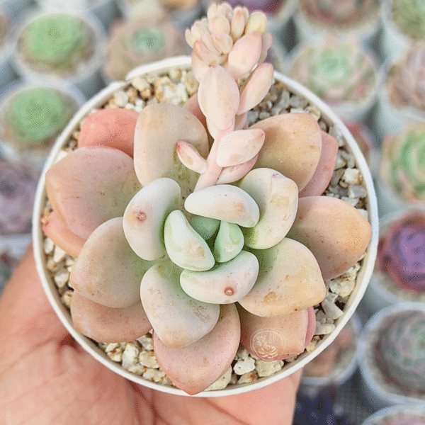 GRAPTOPETALUM AMETHYSTHYNUM X E. LAUI P8 #1
