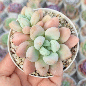 GRAPTOPETALUM AMETHYSTHYNUM X E. LAUI P8 #2