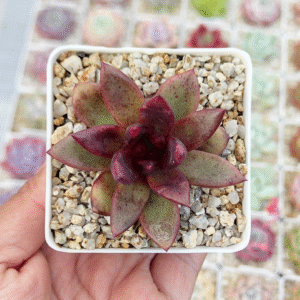 ECHEVERIA RED HORN P7 # 1