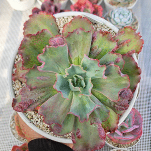 ECHEVERIA MIDWAY P20