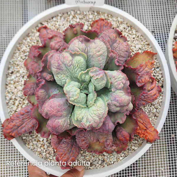 ECHEVERIA MIDWAY P20 - Imagen 2