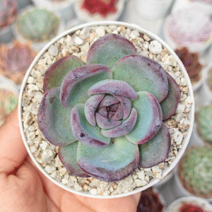 ECHEVERIA DARK OPAL P8 #1