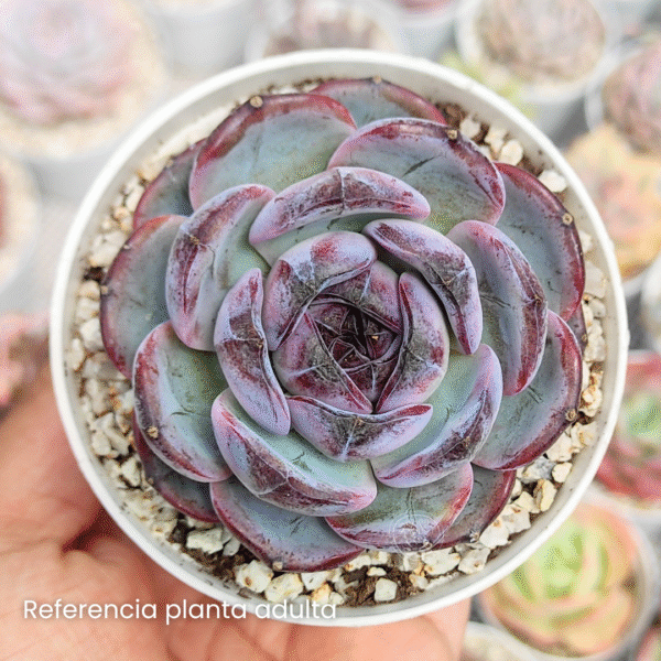 ECHEVERIA DARK OPAL P8 #2 - Imagen 2