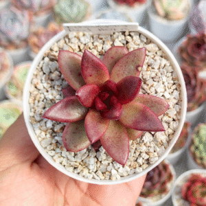 ECHEVERIA RED HORN P8 # 2