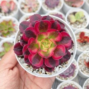 AEONIUM MEDUSA VARIEGADO P8 #2