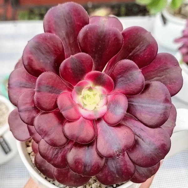 AEONIUM MEDUSA VARIEGADO P8 #2 - Imagen 2