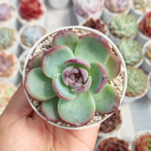 ECHEVERIA DARK OPAL P8 #2
