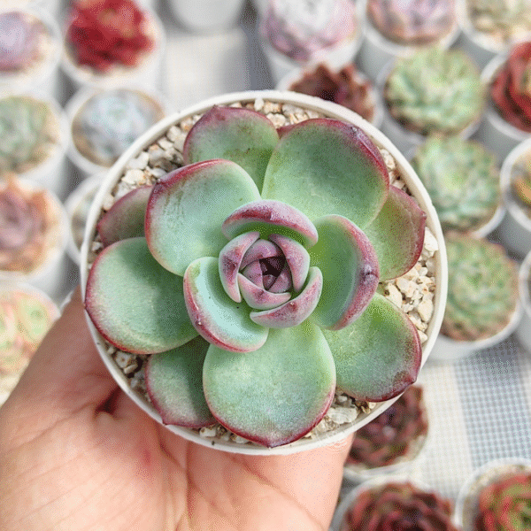 ECHEVERIA DARK OPAL P8 #2