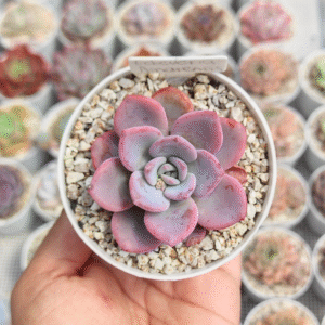 ECHEVERIA AMARENSIS P8 #2