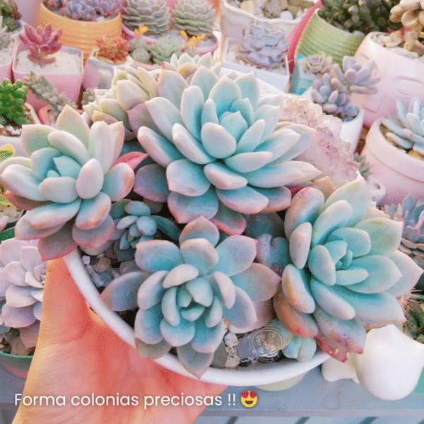 ECHEVERIA TEQUILA P7 # 2 - Imagen 2