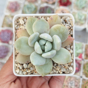 ECHEVERIA TEQUILA P7 # 2
