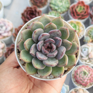 ECHEVERIA PURPLE STONE P8