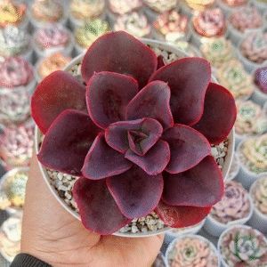 ECHEVERIA HORTENSIA P12