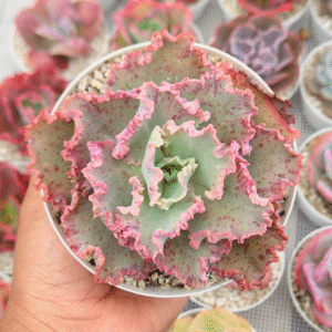 ECHEVERIA CHANTILLY P12 #1
