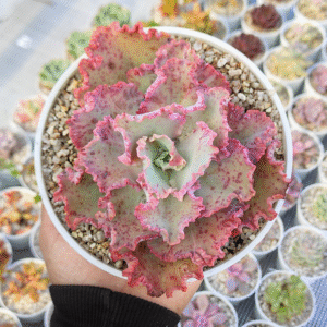 ECHEVERIA CHANTILLY P14 # 2