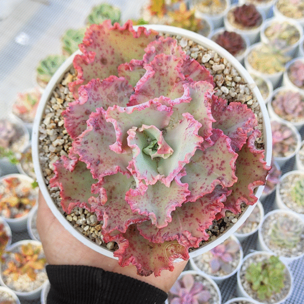 ECHEVERIA CHANTILLY P14 # 2