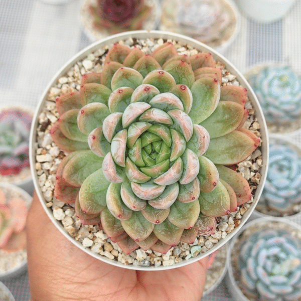 ECHEVERIA ELSA P10 # 1