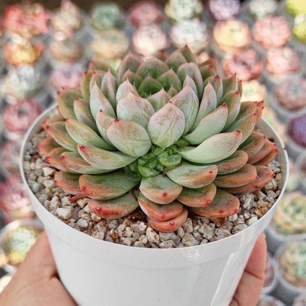 ECHEVERIA ELSA P10 # 1 - Imagen 2