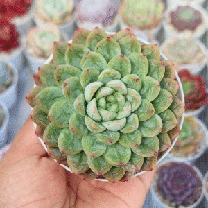 ECHEVERIA ELSA P8 # 2