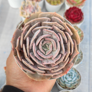 ECHEVERIA MARBLE VARIEGADA P10 # 1