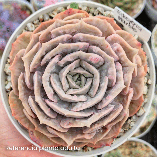 ECHEVERIA MARBLE VARIEGADA P10 # 1 - Imagen 2