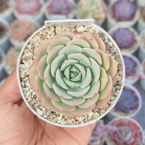 ECHEVERIA GREEN ABALONE P8 # 1