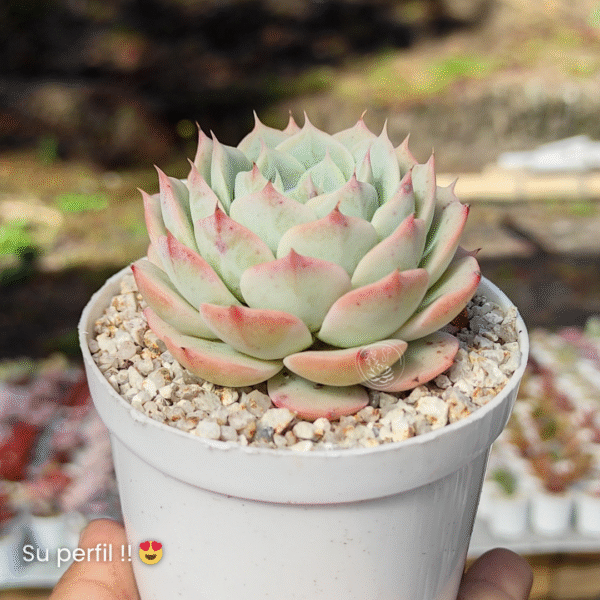 ECHEVERIA GREEN ABALONE P8 # 1 - Imagen 2