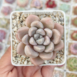 GRAPTOVERIA BUBBLE BOMB P7 # 1