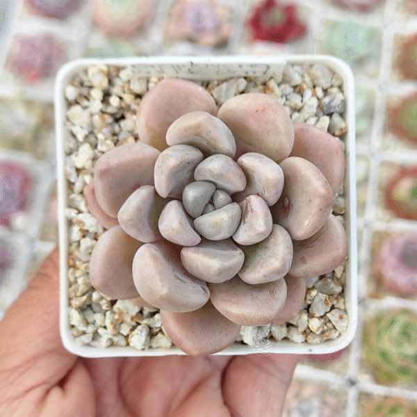 GRAPTOVERIA BUBBLE BOMB P7 # 1