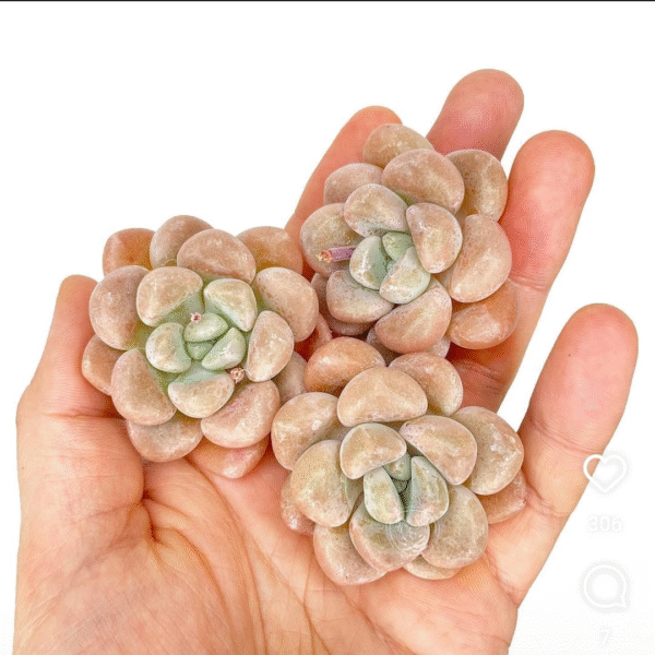 GRAPTOVERIA BUBBLE BOMB P7 # 1 - Imagen 3