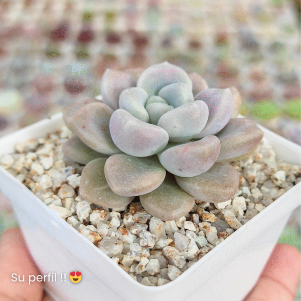 GRAPTOVERIA BUBBLE BOMB P7 # 1 - Imagen 2