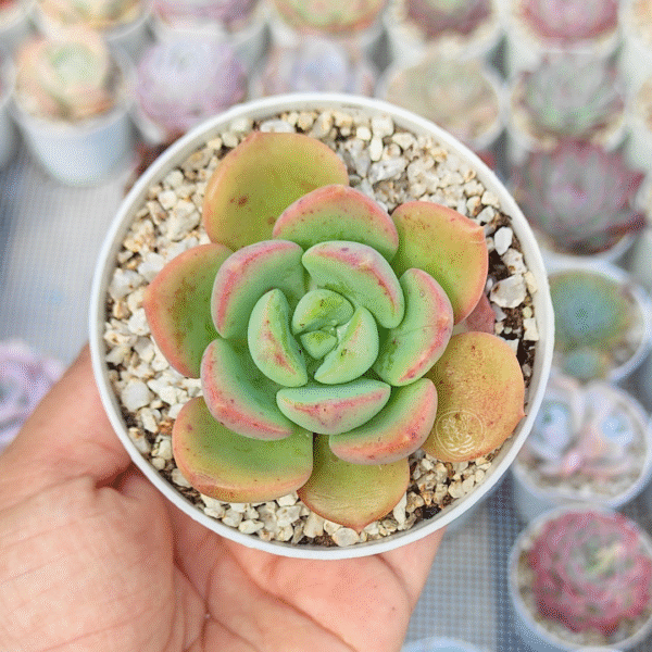 ECHEVERIA KHLOE P8