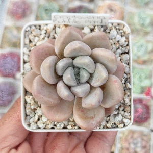 GRAPTOVERIA BUBBLE BOMB P7 # 2