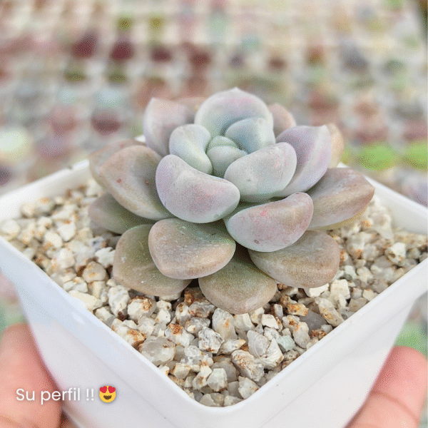 GRAPTOVERIA BUBBLE BOMB P7 # 2 - Imagen 2