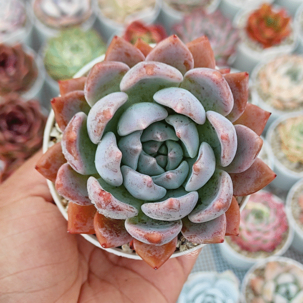 ECHEVERIA OCEANÍA P8