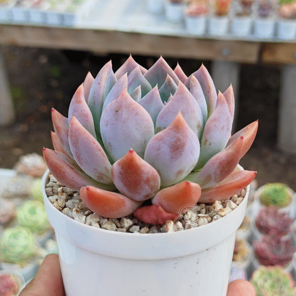 ECHEVERIA OCEANÍA P8 - Imagen 2
