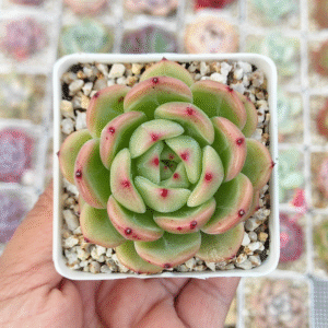 ECHEVERIA MONROE CHANEL P7 # 1