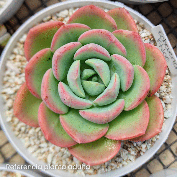 ECHEVERIA KHLOE P8 - Imagen 2